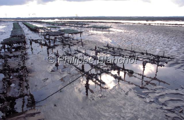 huitre oleron 10.JPG - Elevage en poches sur tables de parcs à huîtresOstréiculture, Marennes OléronFrance